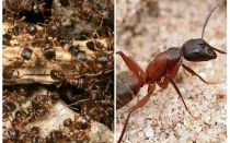 Fourmis rouges des forêts