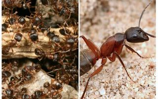 Fourmis rouges des forêts
