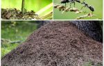 Sur quel côté de l'arbre les fourmis vont construire une fourmilière
