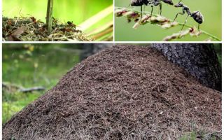Sur quel côté de l'arbre les fourmis vont construire une fourmilière