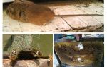 Comment chasser une souris de la ruche en hiver et en été