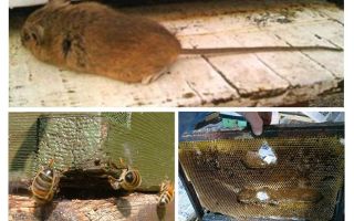 Comment chasser une souris de la ruche en hiver et en été