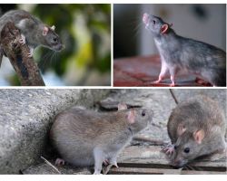 Combien d'années les rats ont-ils vécu?
