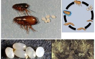 Le cycle de vie d'une puce, à quoi ressemblent les œufs et les larves de puces