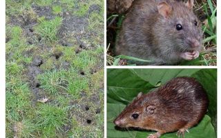 Rat de la terre