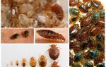 Quoi et comment traiter les vêtements et les choses des punaises