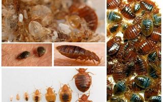 Quoi et comment traiter les vêtements et les choses des punaises