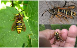 Un insecte comme une grosse guêpe