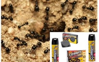 Remèdes pour le combat des fourmis