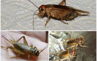 Description et photos de cricket à la banane