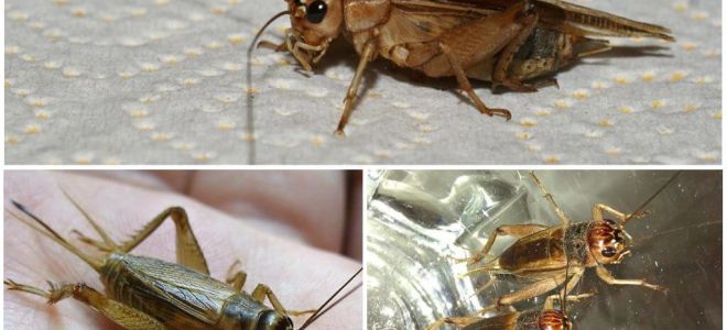 Description et photos de cricket à la banane