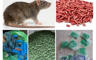 Poison de rat