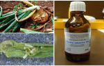 Comment arroser des oignons avec de l'ammoniac provenant de mouches à oignons