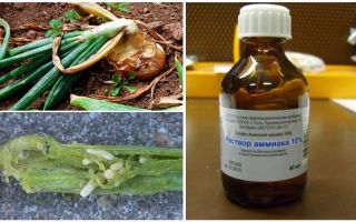 Comment arroser des oignons avec de l'ammoniac provenant de mouches à oignons