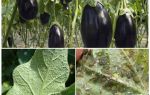 Comment se battre à la maison avec les pucerons sur les aubergines