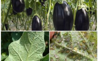 Comment se battre à la maison avec les pucerons sur les aubergines