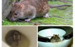Un rat peut-il sortir des toilettes