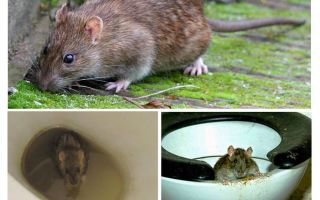 Un rat peut-il sortir des toilettes