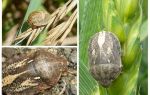 Bug tortue nuisible