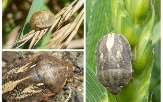 Bug tortue nuisible