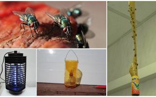 Comment traiter les mouches dans le pays