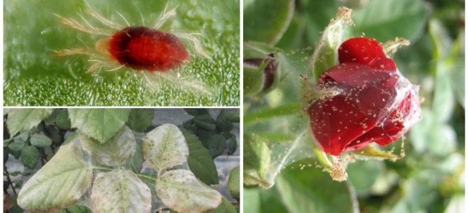 Comment traiter une rose d'araignée