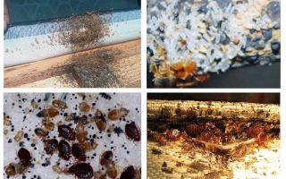 Comment trouver indépendamment un nid de punaises dans l'appartement