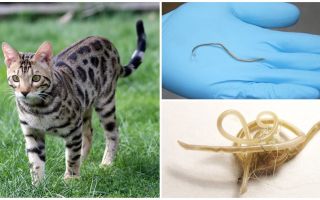 Symptômes et traitement de l'ascaridiose chez le chat