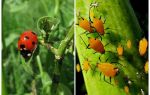 Coccinelle et Puceron