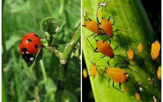 Coccinelle et Puceron