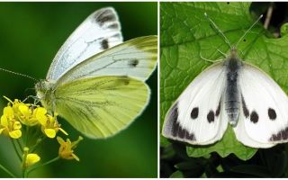 Description et photos de chenilles et papillons de chou