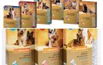 Les conseils des gouttes sur le garrot pour les chiens et les chats
