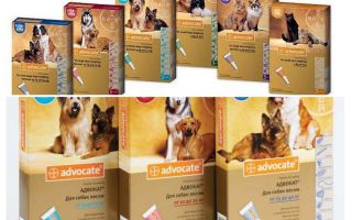 Les conseils des gouttes sur le garrot pour les chiens et les chats