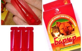 Barrière anti-puces chez les chats et les chiens