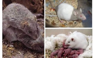 Souris d'élevage