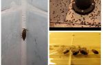Comment traiter les poux de bois dans la salle de bain et les toilettes