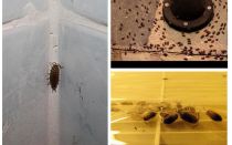 Comment traiter les poux de bois dans la salle de bain et les toilettes