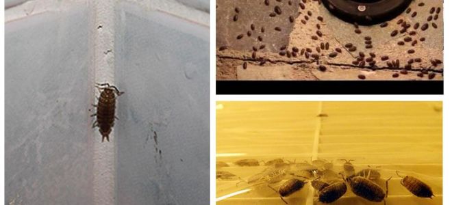 Comment traiter les poux de bois dans la salle de bain et les toilettes