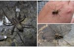 Araignée domestique (Tegenaria domestica)