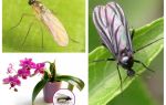 Que faire si les moucherons sont élevés dans les orchidées