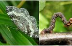 Description, nom et photo de divers types de chenilles