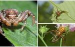 Description et photo de l'araignée crabe (bokhoda non isométrique)