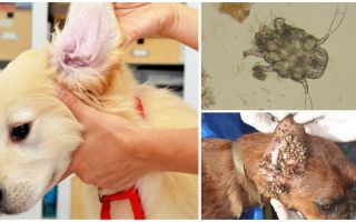 Tique d'oreille chez les chiens