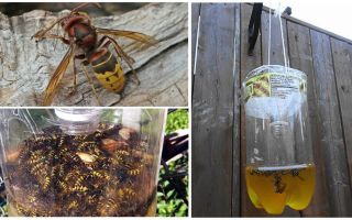 Pièges faits maison pour les frelons et les guêpes
