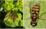 Description et photo d'une mouche rayée ressemblant à une guêpe
