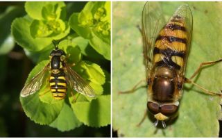 Description et photo d'une mouche rayée ressemblant à une guêpe