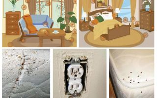 Lutte efficace contre les punaises de lit dans l'appartement