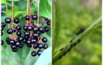 Comment se débarrasser des pucerons sur les cerisiers