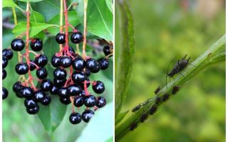 Comment se débarrasser des pucerons sur les cerisiers