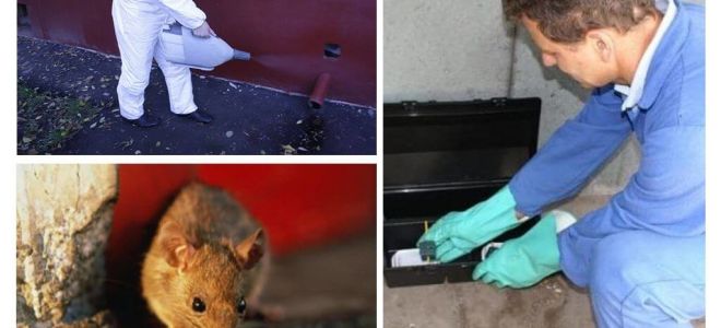 Extermination de rats et de souris par des services spécialisés